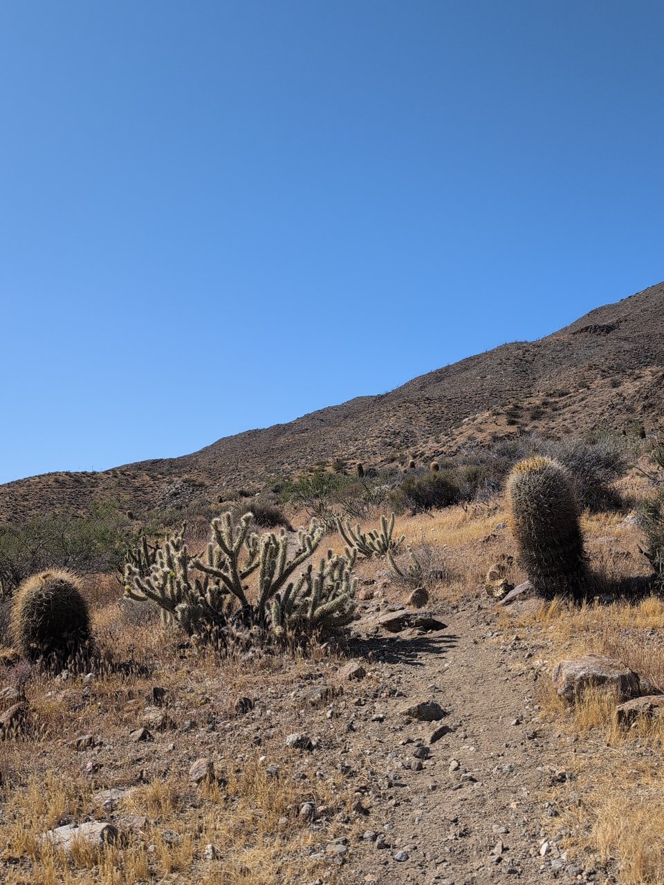 cacti